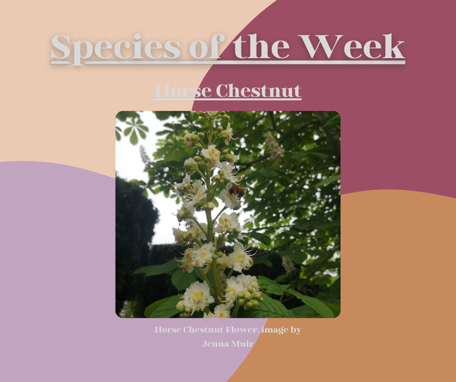 Horse Chestnut